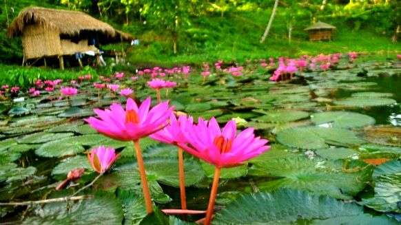 LOTUS FLOWERS IN FULL bloom at Lake Sebu