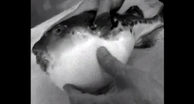 THE FATAL (AND TASTY?) Fugu. Screen grab from YouTube