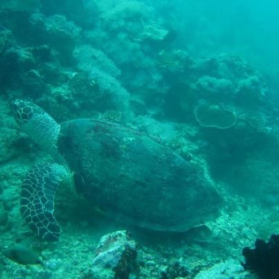 SWIMMING IN PEACE. A Puerto Galera turtle we saw during our dive. Photo courtesy of Jiggy Santillan
