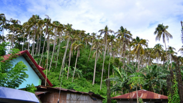 PH COCONUTS. Coconut trees in San Pablo, Laguna. Photo by Karl Cadapan