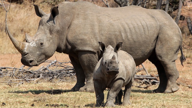 PROTECTED. In this file photo, a white rhino and her calf on a game farm in the Waterberg district, some 350km north-west of Johannesburg, South Africa, 08 September 2010. EPA/Jon Hrusa