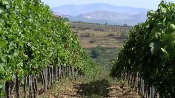 THE DEALU MARE (BIG Hill) region in Romania, where wine-making conditions are comparable to Bordeaux and Tuscany. Screen grab from YouTube (AFP)