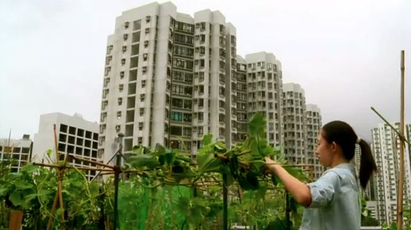ONE HONG KONG RESIDENT says that the vegetables she plants are 'sweeter.' Screen grab from YouTube (AFP)