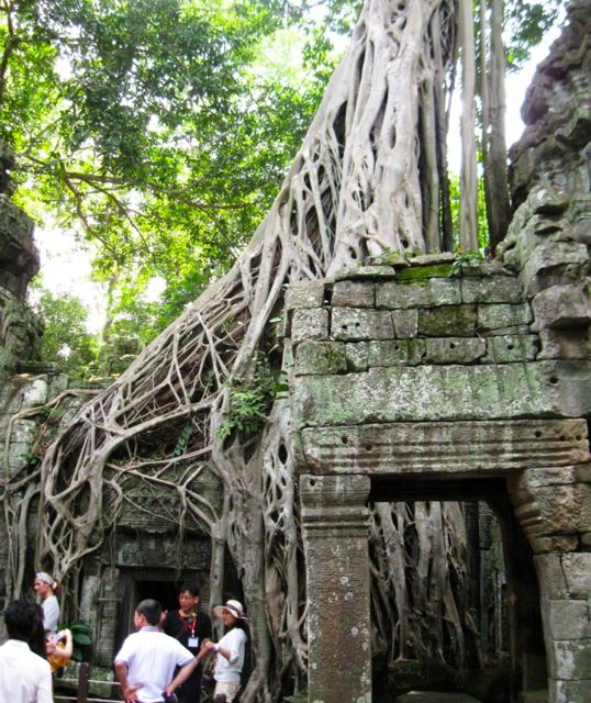 VICIOUS ROOTS OF A tree in Ta Phrom