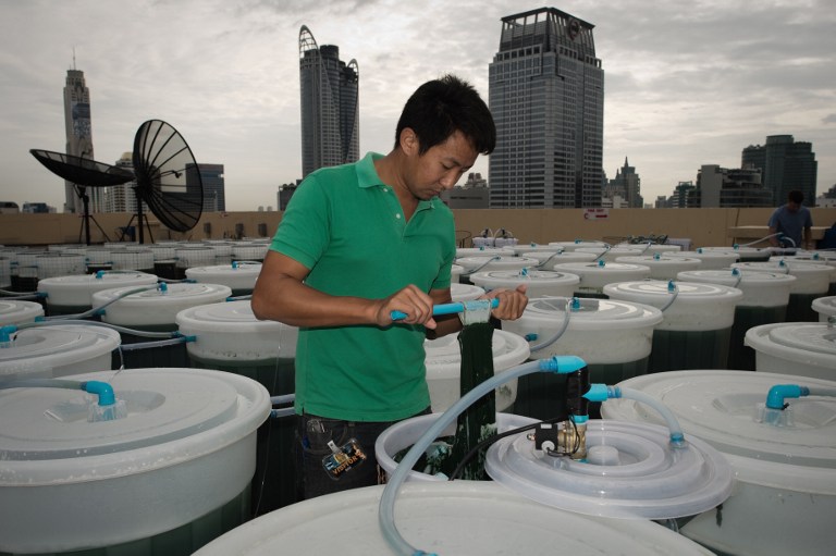 URBAN SPIRULINA FARM. This picture taken on June 24, 2013 shows a worker checking a spirulina farm on the top of a hotel in Bangkok. AFP/ Nicolas Asfouri