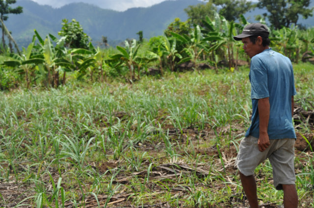LOSS. Agricultural workers like Linda and Nestor are left jobless by Yolanda. Every day becomes a survival battle.