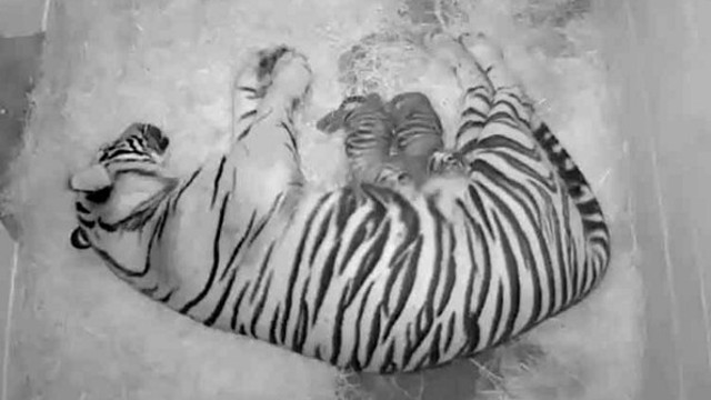NEW-BORN. Two rare Sumatran tiger cubs were born this week at the National Zoo in the US. Photo from AFP