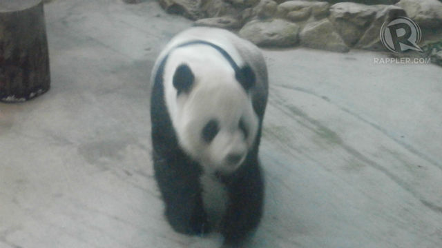 5) 1 of the 2 giant pandas in Taipei Zoo