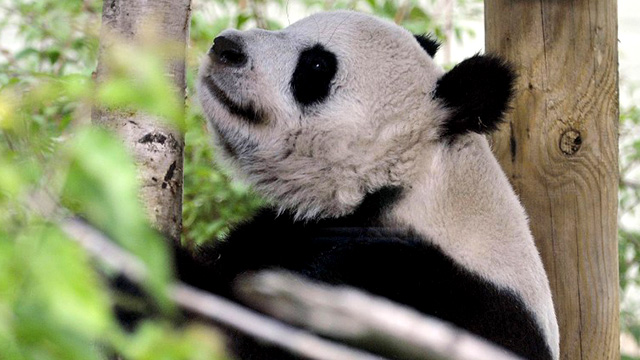 ARTIFICIALLY INSEMINATED. Britain's only female giant panda was artificially inseminated after failing to mate with her male partner. Photo by AFP