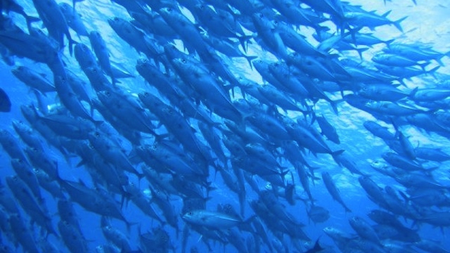 FISH EVERYWHERE. School of jacks near the South Atoll