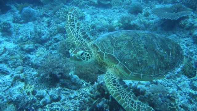 FRIENDLY TURTLE. The author swam with this sea turtle along the reef