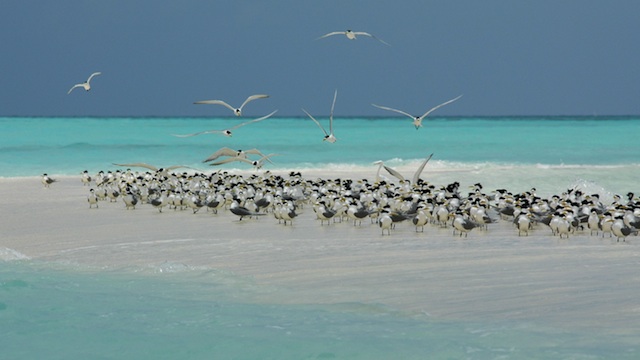 PROTECTED AREA. Seabirds in a sandbar in Tubbataha Reef. Image by Ron Van Oers/ Unesco