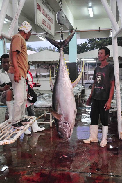 WEIGH IN. Workers weign a tuna in a factory in General Santos. Photo by Edwin Espejo
