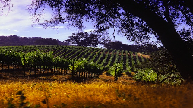 WINE COUNTRY. PH will soon have its first vineyard development. Photo by Megaworld Corporation