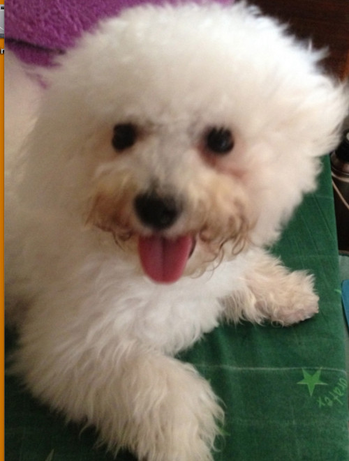 DOGGIE GOT MY HEART. Vodka the Bichon Frise is always smiling. Photo from Kathy Moran