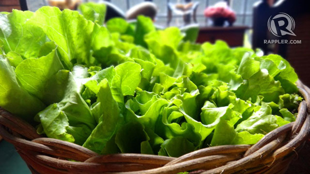 Healthy, sunlit lettuce