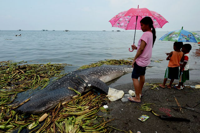 Residents look at the carcass of a juvenile whale shark washed ashore along a fishing village in Tanza, Cavite. Photo by AFP/Ted Aljibe