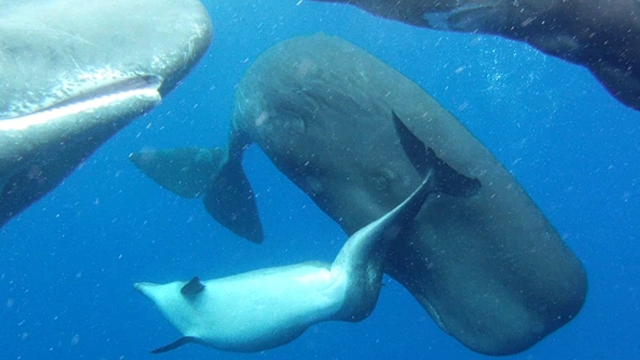 UNDERWATER MODERN FAMILY. Sperm whales accept dolphin with deformed spine into family. Photo: Alexander D. M. Wilson / Aquatic Mammals