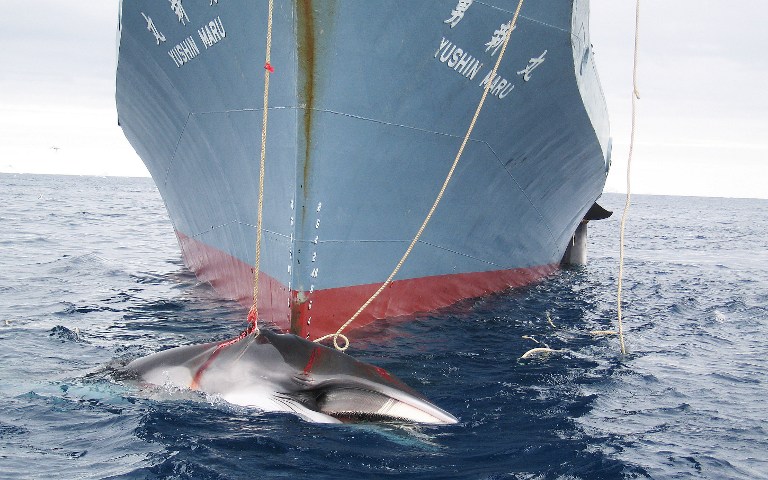 This undated handout photo released by the Australian Customs Service on February 7, 2008 shows a whale (front) and another (partly seen at right) being dragged on board a Japanese ship after being harpooned in Antarctic waters. Australian Customs Service/AFP