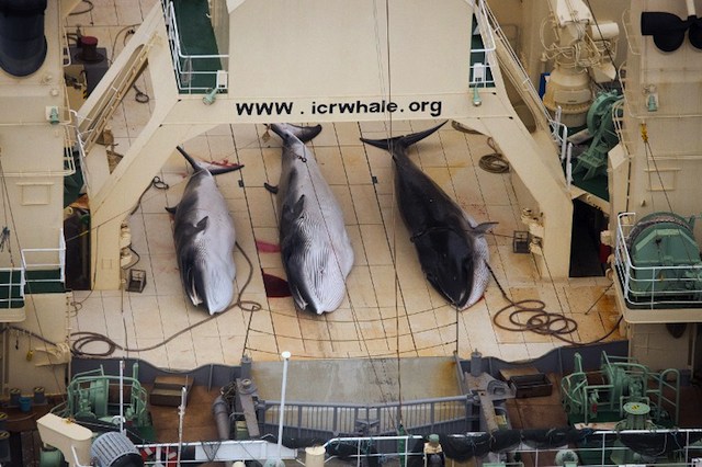 SLAUGHTER IN THE HIGH SEAS. This handout photo taken on January 5, 2014 and received from Sea Shepherd Australia Ltd on January 6 shows three minke whales dead on the deck of the Japanese factory ship Nisshin Maru inside a Southern Ocean sanctuary, according to anti-whaling activists Sea Shepherd. AFP / Sea Shepherd Australia Ltd / Tim Watters 
