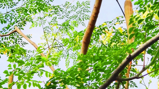 MIGHTY MORINGA. Malunggay is a key nutritious ingredient in Remi’s feeding programs for kids