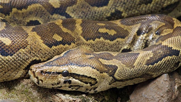 Canada baffled by death of boys in python attack