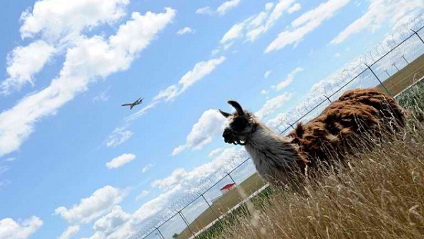 AIRPORT LLAMA. An airplane flies over the head of a llama used to keep the grass cut at Chicago's O'Hare airport on August 13, 2013. Photo by AFP / Mira Oberman