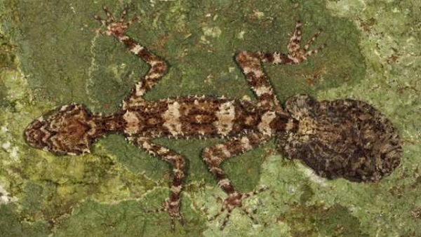NEW SPECIES. Leaf-tail gecko. Photo by Conrad Hoskin/James Cook University