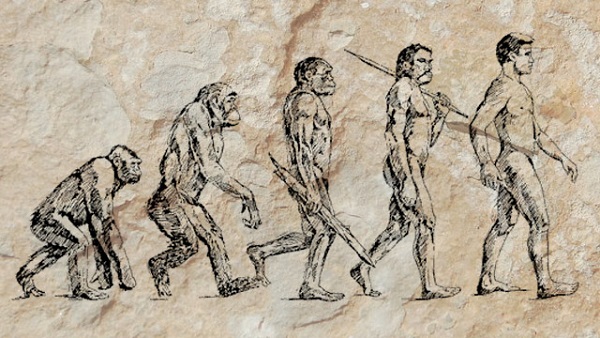 Evolution image from Wikipedia