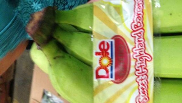 AVAILABLE SOON. Highlands bananas from Bukidnon will be available in Los Angeles stores soon. Photo courtesy of Philippine embassy in Washington