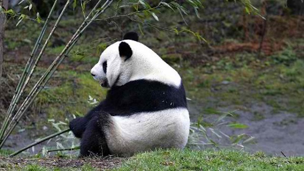 In this file photo, a panda sits in a pen at the China Conservation and Research Center for the Giant Panda in the Wolong Nature Reserve in China's southwestern Sichuan province on March 22, 2006. Photo by AFP/Liu Jin