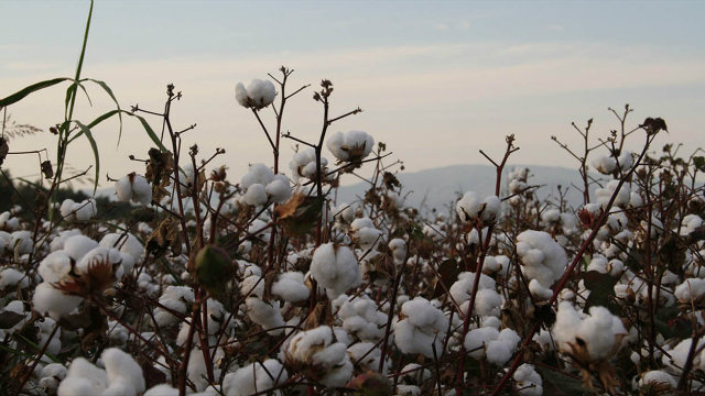 BETTER COTTON. Major retailer H&M is keen on working with Asian suppliers to produce better cotton. Photo taken from the BCI website