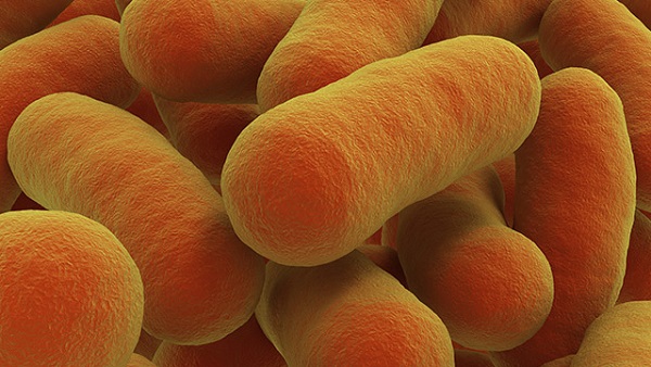 Bacteria Strain image from shutterstock
