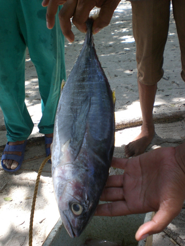 – COLOR NUANCES. Yellow fin tuna, unlike many other fish, is healthy for people with blood types O and B