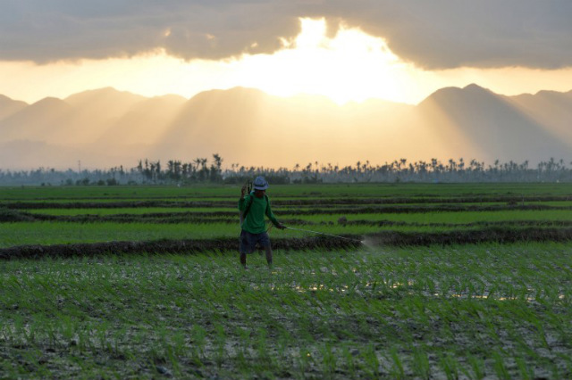 REBUILDING LIVES. A farmer sprays pesticide on a rice field as the sun sets in the Super Typhoon Yolanda (Haiyan) stricken town of Santa Fe, Leyte on February 17, 2014. File photo by Ted Aljibe/AFP