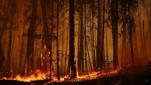 OUT OF CONTROL. Flames from the Rim Fire consume trees on August 25, 2013, near Groveland, California. The fire continues and threatens 4,500 homes outside of Yosemite National Park. Photo by Justin Sullivan/Getty Images/AFP