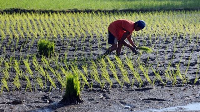 INCLUSIVE GROWTH? Can all sectors, including farmers and fishermen, feel the country's 7.2% GDP growth? Rappler file photo