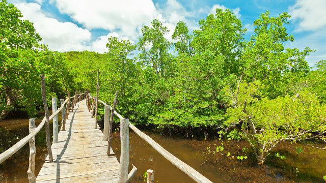 NATURAL WEALTH. Mangroves are important ecosystems which the World Bank grant hopes to assess and collect data on