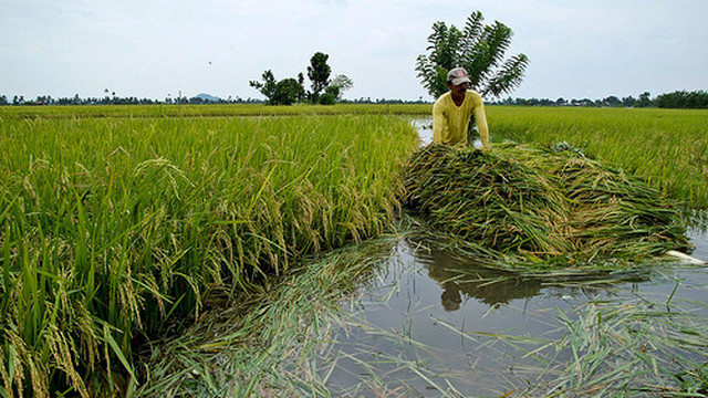 DRY SPELL. Rice, a crop which needs plenty of water to thrive, is particularly threatened by the impending El Niño phenomenon. Photo from the International Rice Research Institute