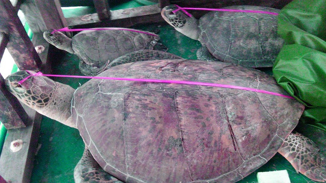 CAPTURED. Photos of poached sea turtles (pawikan) in the Chinese vessel intercepted by the PNP Maritime Group on May 6. Photo courtesy of the PNP Maritime Group
