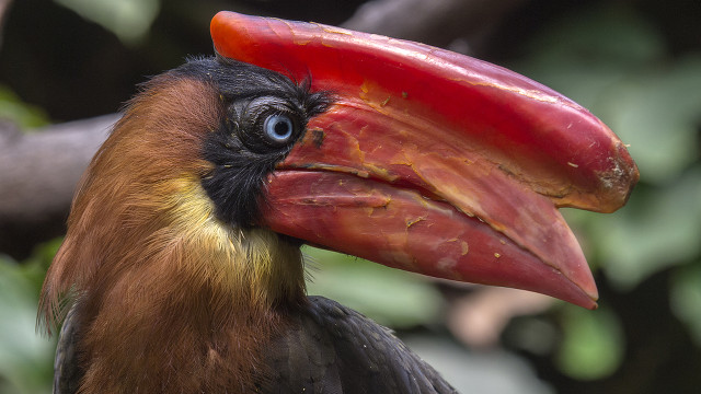 PH HORNBILL. The Philippine hornbill is endemic in the Philippines and can be found in forests in Leyte, Samar, Dinagat and Siargao among others