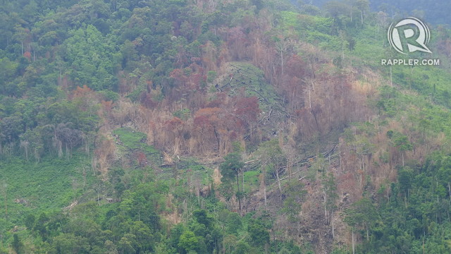 BROWNING. Reforestation sites in the Ipo watershed are destroyed yearly by forest fires. Photo by Pia Ranada/Rappler