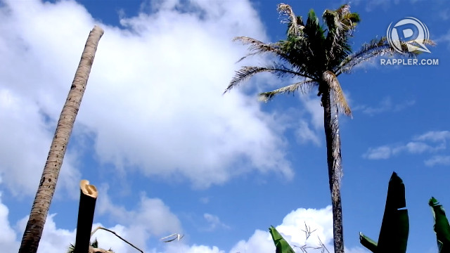 Pemerintah mengungkapkan rencana untuk mengatasi wabah wabah kelapa dalam 6 bulan