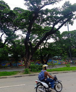 SAVED TREES. Acacia trees still stand in the middle of Katipunan Avenue near Manila Water