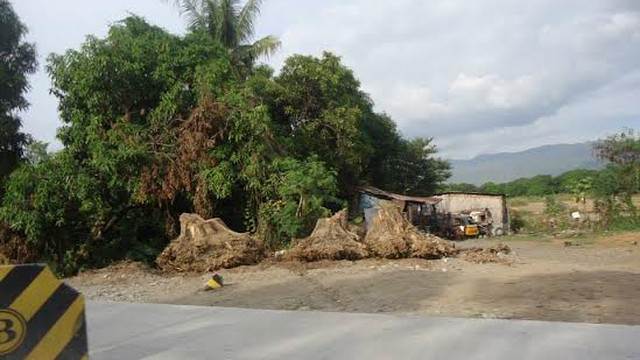 SET ASIDE. Environmental groups call the cutting of massive acacia trees in Pangasinan a 'slaughter.' Photo courtesy of Emy Perez