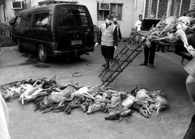 DEAD FROM TRANSPORT. Dogs stuffed in a van are found dead by policemen in San Pedro, Laguna. Photo courtesy of Heidi Caguioa/Animal Kingdom Foundation