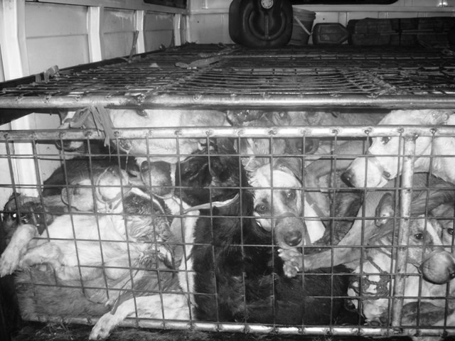 SLAUGHTERHOUSE-BOUND. Dogs crammed in a truck bound for the slaughterhouse are rescued in San Carlos, Pangasinan by a raid participated in by Animal Kingdom Foundation. Photo courtesy of Heidi Caguioa/Animal Kingdom Foundation