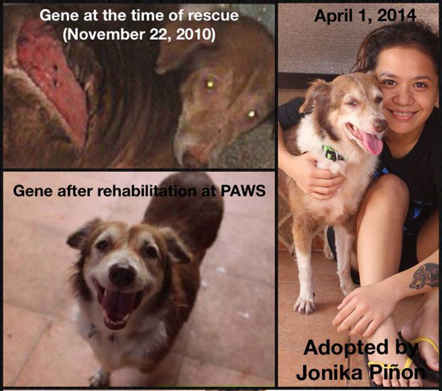 GENE'S JOURNEY. From someone's dinner to another person's beloved pet, Gene has experienced both human cruelty and kindness. Photo from PAWS Facebook Account