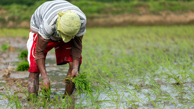 GAINING CREDIT. Small farmers, fishers,agrarian reform beneficiaries, micro-enterprises and SMEs amongst priorities for Land Bank loans. Photo from Shutterstock.