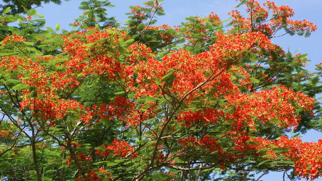 IN FULL FLAME. Fire trees, locally called 'caballero,' bring out their red and orange flowers in summer. Photo from Wikimedia Commons